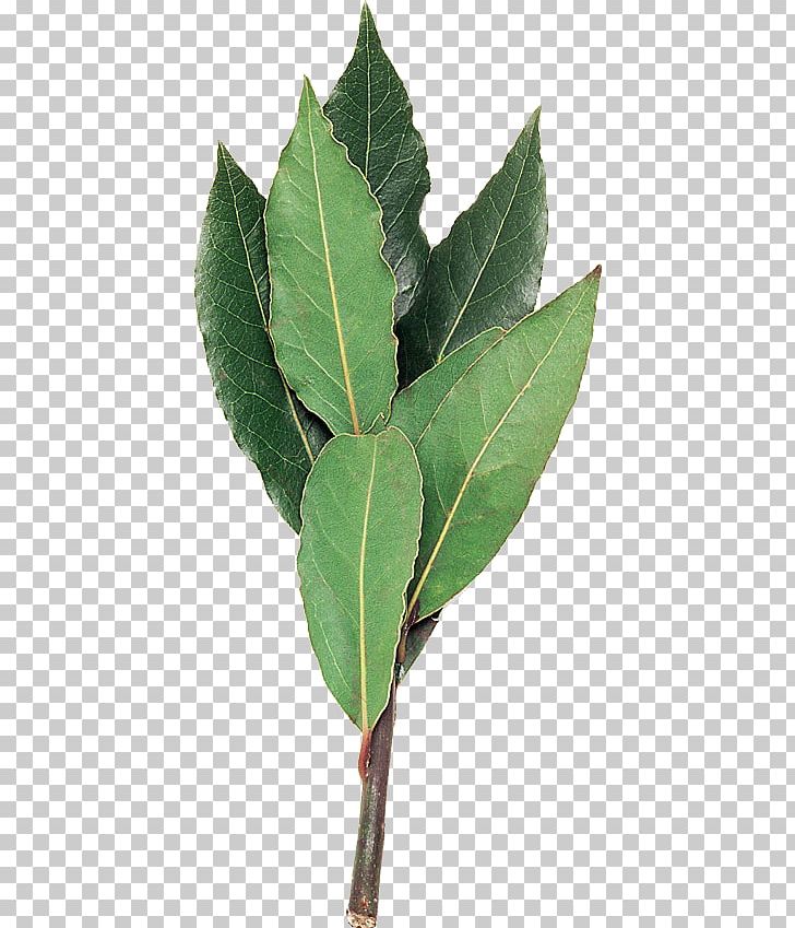 Bay Laurel Plant Stem Leaf Laurus PNG, Clipart, Bay Laurel, Laurales, Laurel Family, Laurus, Leaf Free PNG Download