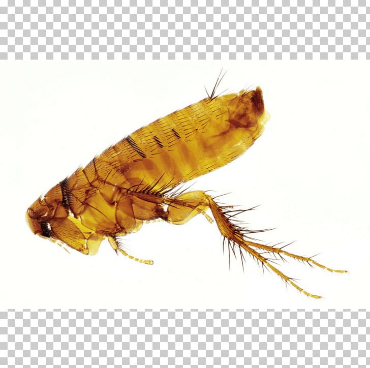 Flea Pest Pterygota Insect Wing Pop & The City PNG, Clipart, 2018, Arthropod, Blog, Dark Color, Fashion Free PNG Download