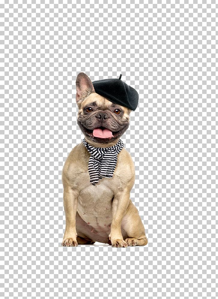 French Bulldog Boston Terrier Puppy Pug PNG, Clipart, Animals, Boston Terrier, Bulldog, Carnivoran, Chihuahua Free PNG Download