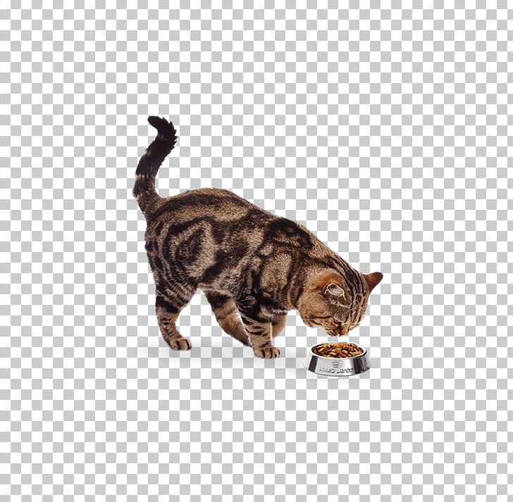 Tabby Cat Domestic Short-haired Cat Dog Whiskers PNG, Clipart, Animals, Cape, Carnivoran, Cat, Cat Like Mammal Free PNG Download