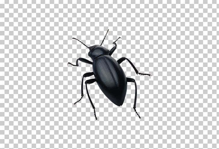 Beetle Silhouette Software Bug PNG, Clipart, Animals, Arthropod, Background Black, Beatles, Bed Bug Free PNG Download