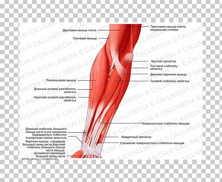 Brachialis Muscle Elbow Anatomy Brachioradialis PNG, Clipart, Abdomen, Anatomy, Arm, Blood Vessel, Brachialis Muscle Free PNG Download