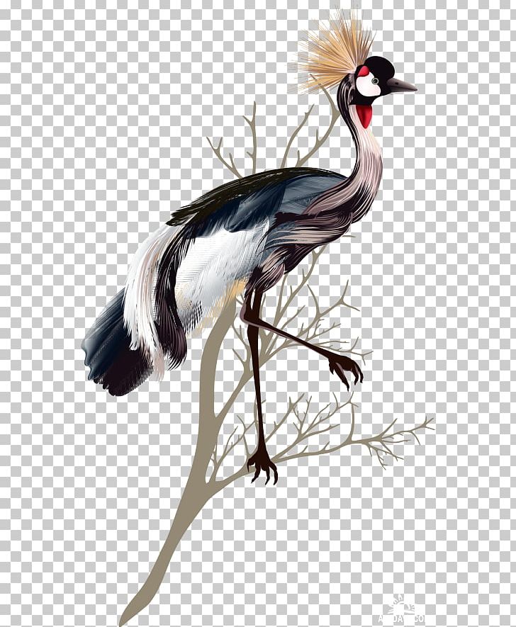 Crane Bird Feather PNG, Clipart, Asiatic Peafowl, Beak, Bird, Computer Icons, Crane Free PNG Download