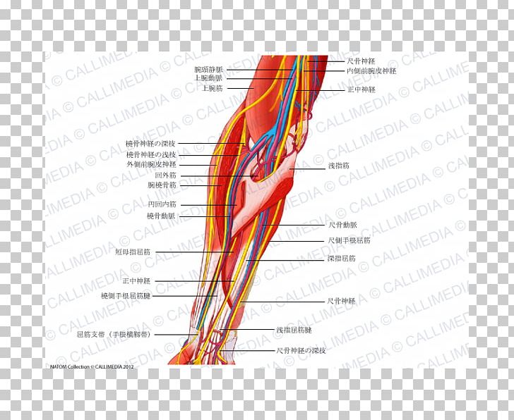 Forearm Ulnar Nerve Median Nerve Human Anatomy PNG, Clipart, Anatomy, Angle, Blood Vessel, Diagram, Elbow Free PNG Download