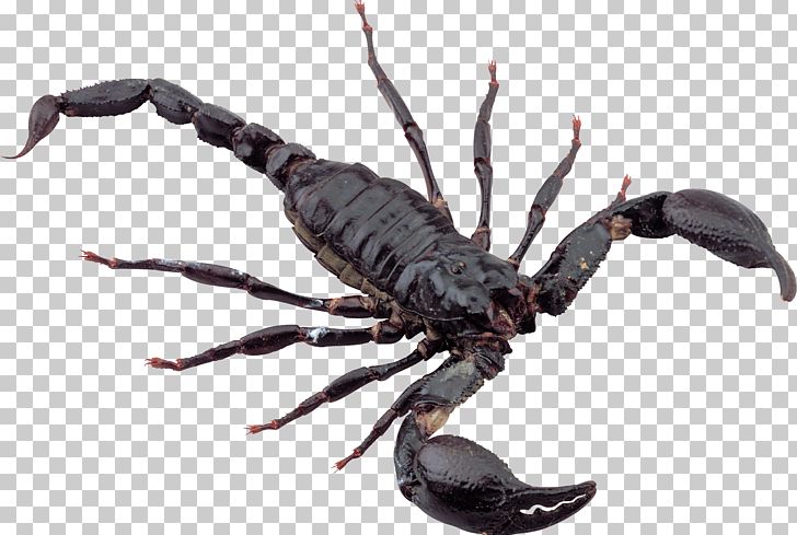 Scorpion Film Television Show Heterometrus Longimanus YouTube PNG, Clipart, Arachnid, Arthropod, Computer Icons, Desert, Desktop Wallpaper Free PNG Download