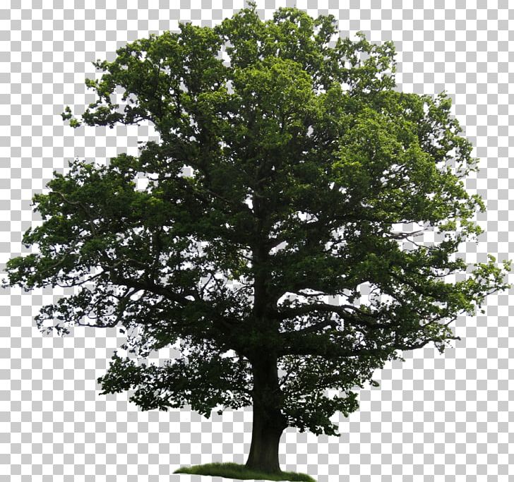 Tree Clipping Path PNG, Clipart, Branch, Clipping Path, Computer Icons, Information, Maple Free PNG Download