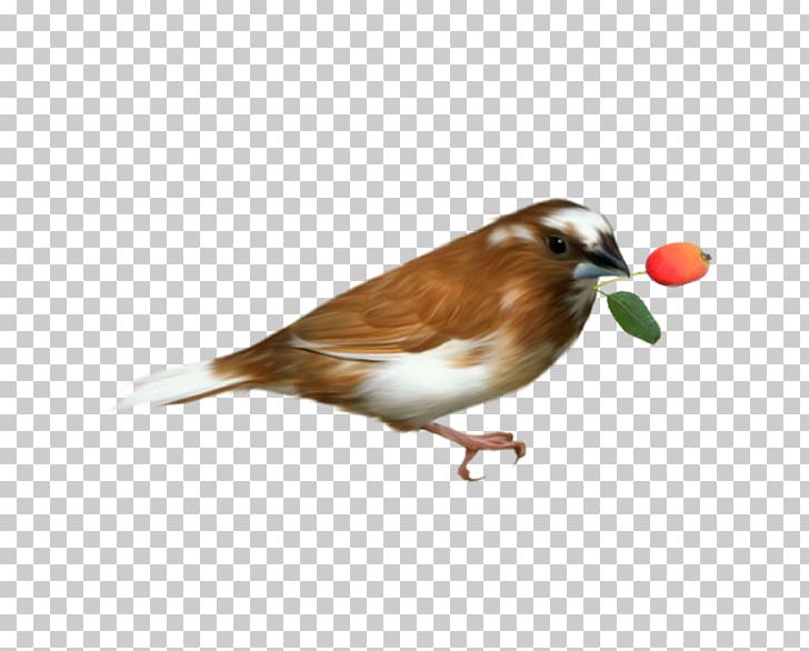 Bird PNG, Clipart, Animal, Animals, Beak, Bird, Birds Free PNG Download