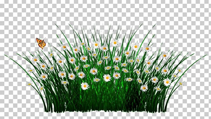 Gdynia PNG, Clipart, Commodity, Download, Field, Flower, Gdynia Free PNG Download