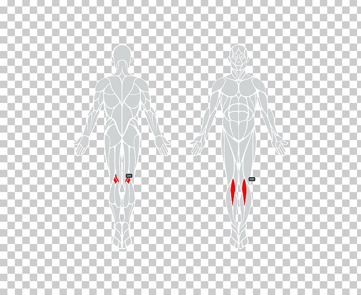 Hand Iliotibial Band Syndrome Iliotibial Tract Human Body PNG, Clipart, Abdomen, Anatomy, Arm, Back, Bone Free PNG Download