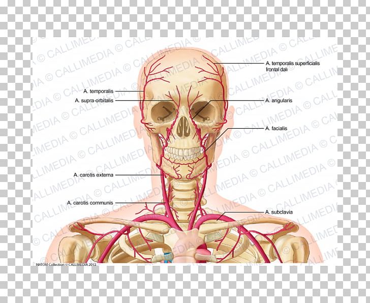 Supratrochlear Artery Vein Head And Neck Anatomy PNG, Clipart, Angle, Anterior Communicating Artery, Arm, Face, Hand Free PNG Download