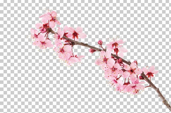 Cherry Blossom Stock Photography PNG, Clipart, Blossom, Branch, Cherry, Cherry Blossom, Flower Free PNG Download