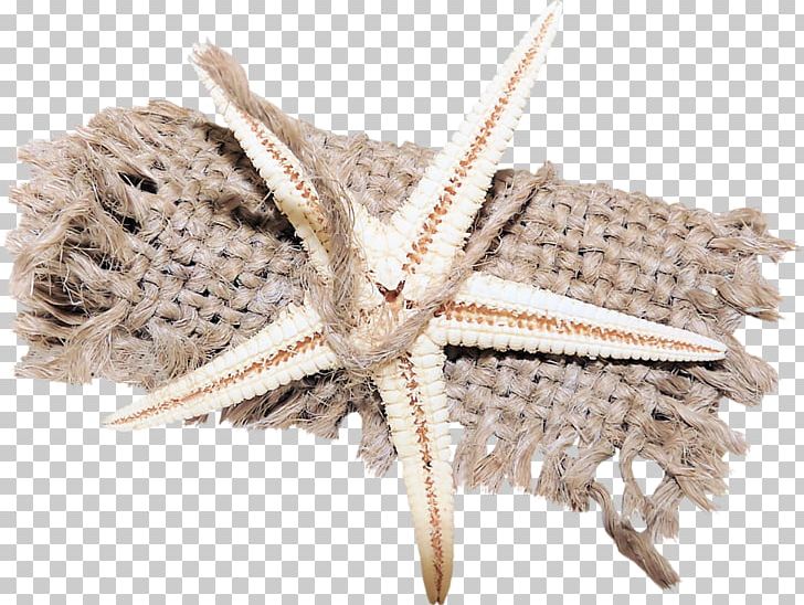 Seashell Starfish Polyvore Landscape Yandex Search PNG, Clipart, Animals, Art, Boat, Cloth, Conch Free PNG Download