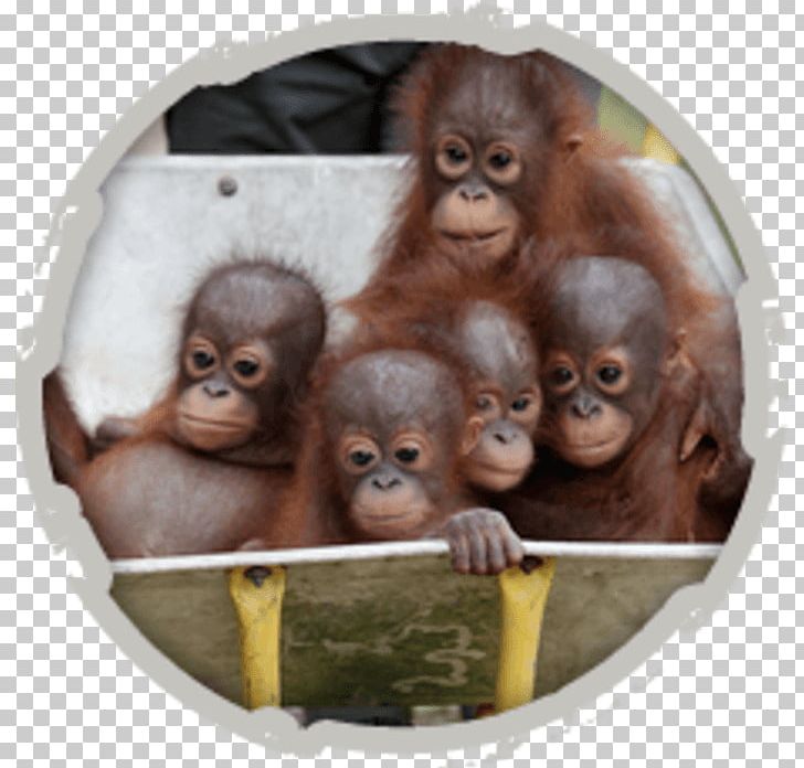 Sepilok Orang Utan Rehabilitation Centre Orangutan Rescue Orangutan Baby Primate Orangutan Orphanage PNG, Clipart, Animal, Animal Rescue Group, Animals, Bornean Orangutan, Great Ape Free PNG Download