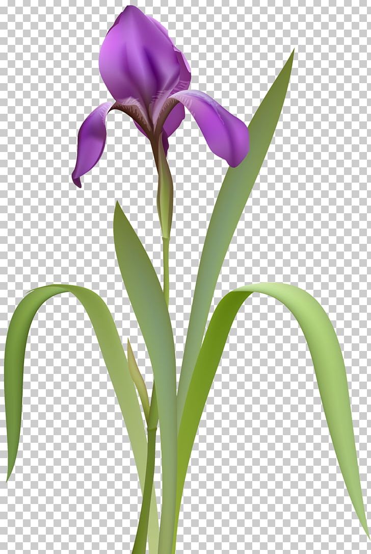 Iris Flower Data Set Stock Photography PNG, Clipart, Bud, Cattleya, Cut Flowers, Drawing, Eye Free PNG Download