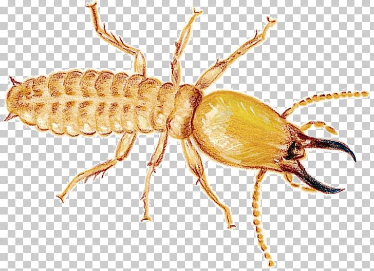 Mosquito Cockroach Termite Insect Rodent PNG, Clipart, Ant, Arthropod, Bed Bug, Cockroach, Eastern Subterranean Termite Free PNG Download