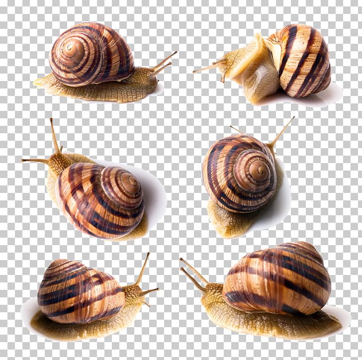 Orthogastropoda Photography PNG, Clipart, Animal, Animals, Download, Escargot, Euclidean Vector Free PNG Download