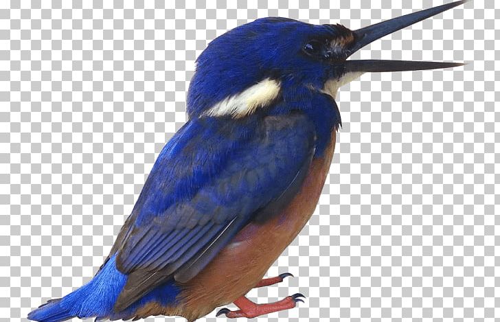Bird Beak Kingfisher PNG, Clipart, Animals, Beak, Bird, Blue, Bluebird Free PNG Download