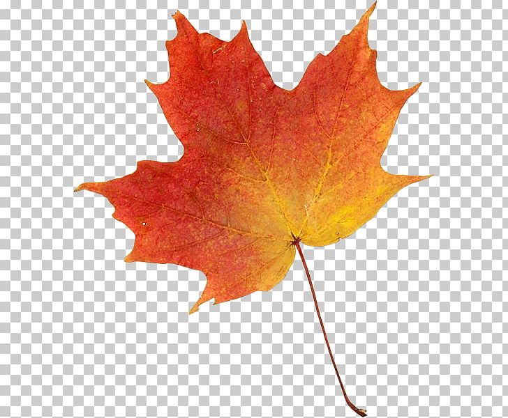 Drawing Autumn Leaf Color PNG, Clipart, Art, Autumn, Autumn Leaf Color, Drawing, Leaf Free PNG Download
