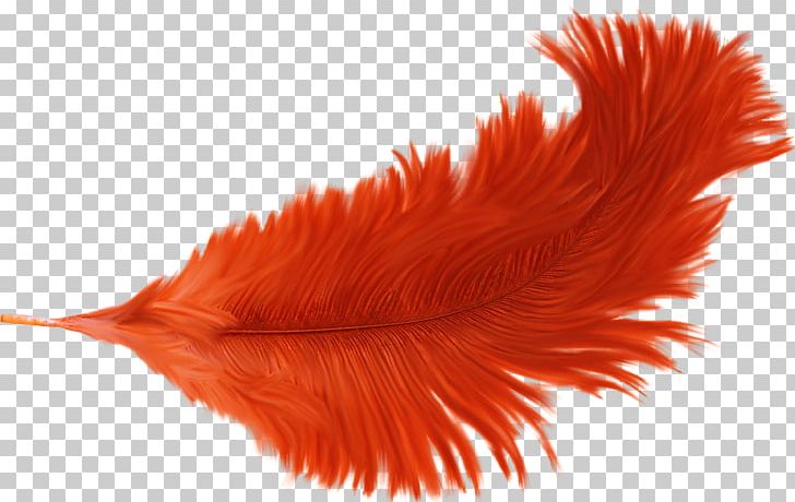 Feather Orange PNG, Clipart, Animals, Beautiful, Beauty, Beauty Salon, Citrus Xd7 Sinensis Free PNG Download