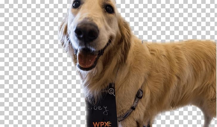 Golden Retriever Dog Breed Companion Dog Snout PNG, Clipart, Animals, Breed, Companion Dog, Dog, Dog Breed Free PNG Download