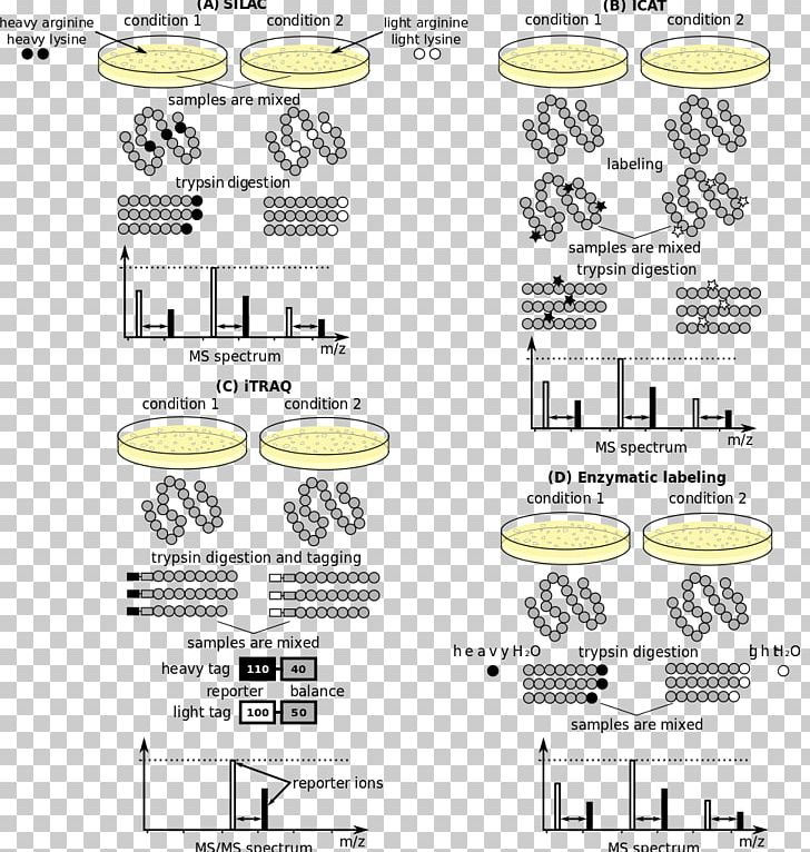 Computational Systems Biology Of Cancer Quantitative Proteomics Protein Mass Spectrometry PNG, Clipart, Biuret Test, Bottomup Proteomics, Isotope, Isotopecoded Affinity Tag, Mass Spectrometry Free PNG Download