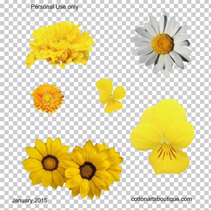 Cut Flowers Yellow Gossypium Herbaceum Cotton PNG, Clipart, Annual Plant, Calendula, Chrysanthemum, Chrysanths, Common Sunflower Free PNG Download