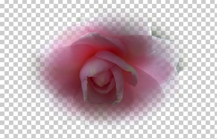 Garden Roses Cabbage Rose Pink Red Blue PNG, Clipart, Beyaz, Blue, Camellia, Closeup, Computer Free PNG Download