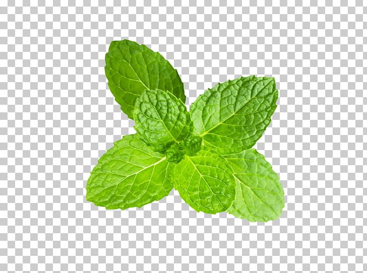 Peppermint Clipping Path Stock Photography Mentha Spicata PNG, Clipart, Breath, Clipping, Clipping Path, Desktop Wallpaper, Herb Free PNG Download