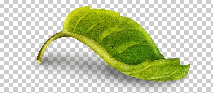 Photography Leaf Drawing Blog PNG, Clipart, Biscuits, Blog, Drawing, Flower, Image Sharing Free PNG Download