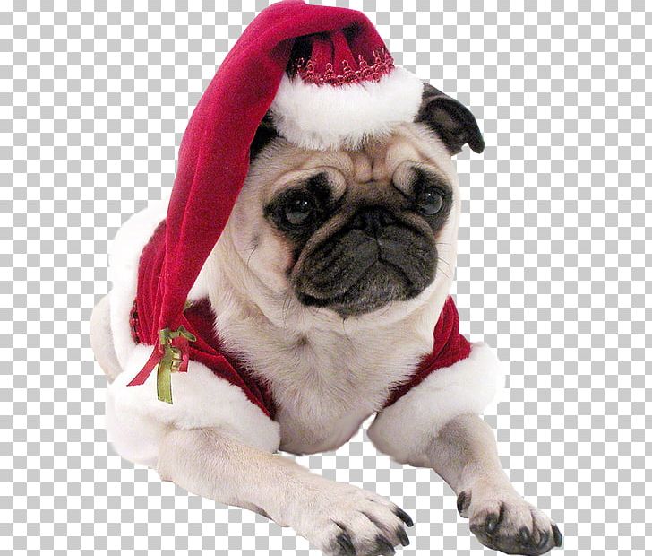 Pug Whippet Shih Tzu Puppy Christmas PNG, Clipart, Animal, Animals, Carnivoran, Christmas, Christmas Ornament Free PNG Download