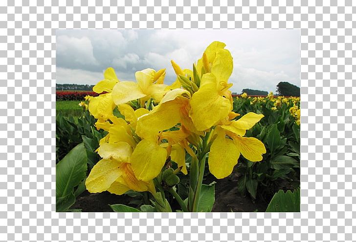 Oenothera Fruticosa Canna Indica Oenothera Glazioviana Indian Shot Oenothera Macrocarpa PNG, Clipart, Annual Plant, Bud, Bulb, Can, Canna Free PNG Download