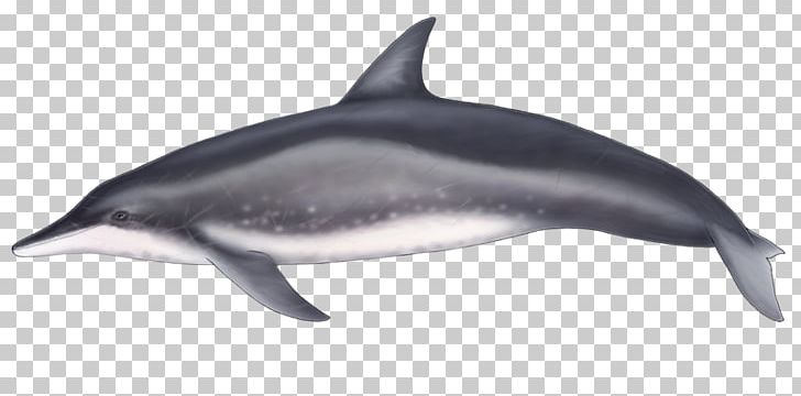 Spinner Dolphin Common Bottlenose Dolphin Short-beaked Common Dolphin Rough-toothed Dolphin Striped Dolphin PNG, Clipart, Animals, Beak, Bottlenose Dolphin, Fauna, Fin Free PNG Download