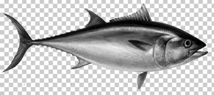 Thunnus Atlantic Bluefin Tuna Fishing Sushi PNG, Clipart, Animals, Atlantic Bluefin Tuna, Atlantic Blue Marlin, Bony Fish, Commercial Fishing Free PNG Download