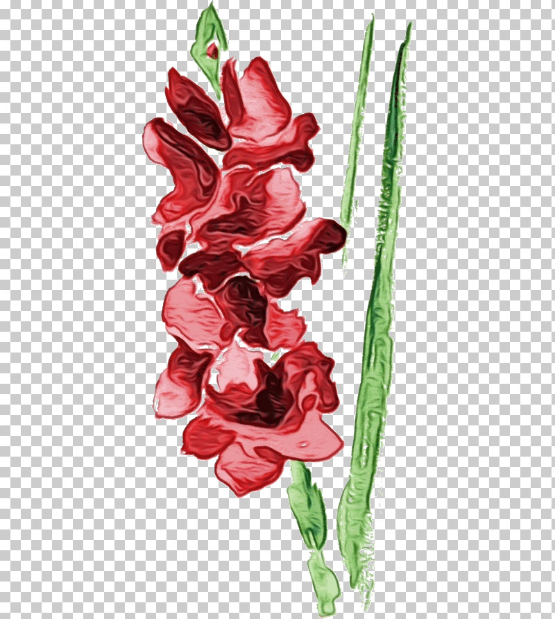 Flower Gladiolus Plant Cut Flowers Tulip PNG, Clipart, Anthurium, Cut Flowers, Drawing Flower, Floral Drawing, Flower Free PNG Download