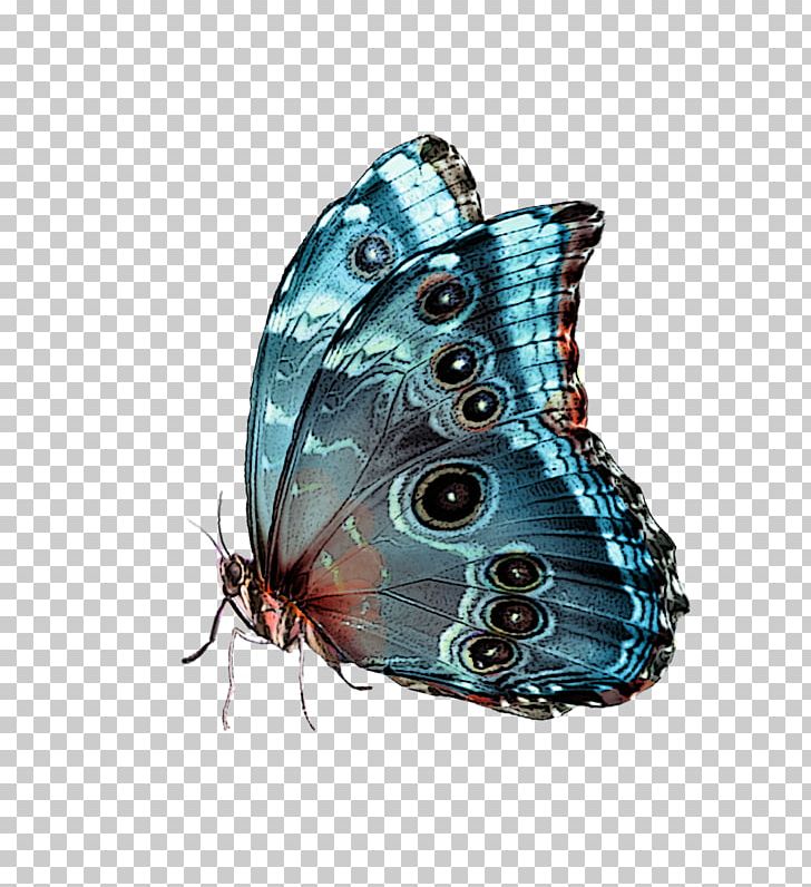 Butterfly Blue PNG, Clipart, Arthropod, Blue, Brush Footed Butterfly, Butterflies And Moths, Butterfly Free PNG Download