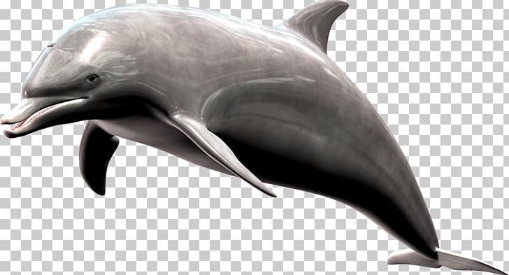 Common Bottlenose Dolphin Short-beaked Common Dolphin Wholphin Tucuxi Rough-toothed Dolphin PNG, Clipart, Animal, Animals, Bottlenose Dolphin, Delfin, Dolphin Free PNG Download