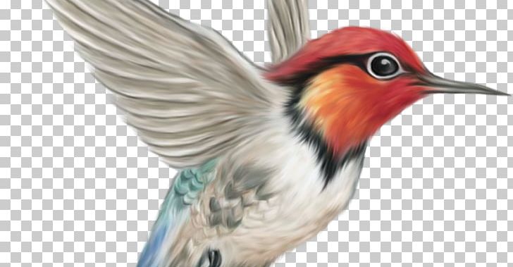 Hummingbird PNG, Clipart, Animals, Beak, Bird, Bird Flight, Coraciiformes Free PNG Download