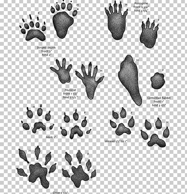 Animal Track Footprint Tracking Muskrat PNG, Clipart, Animal, Animals, Animal Track, Black And White, Bobcat Free PNG Download