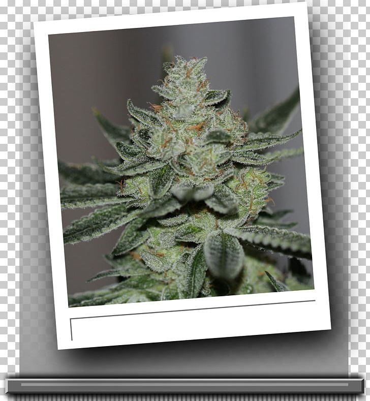 Cannabis Sin City Kush Hemp Seed PNG, Clipart, Breeder, Cannabis, Gyo, Head Shop, Hemp Free PNG Download