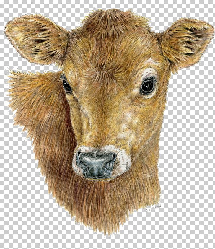 Cattle Calf Goat Pen Head PNG, Clipart, Animal, Animals, Calf, Cattle, Cattle Like Mammal Free PNG Download