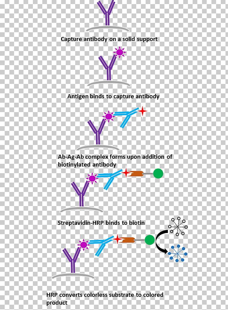 ELISA Streptavidin NS1 Antigen Test Antibody PNG, Clipart, Angle, Antibody, Antigen, Area, Biotin Free PNG Download