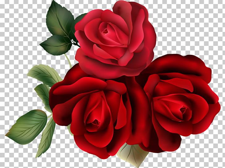 Garden Roses Cabbage Rose Floribunda PNG, Clipart, Beautiful Roses, Cabbage Rose, Chart, Cut Flowers, Floral Design Free PNG Download
