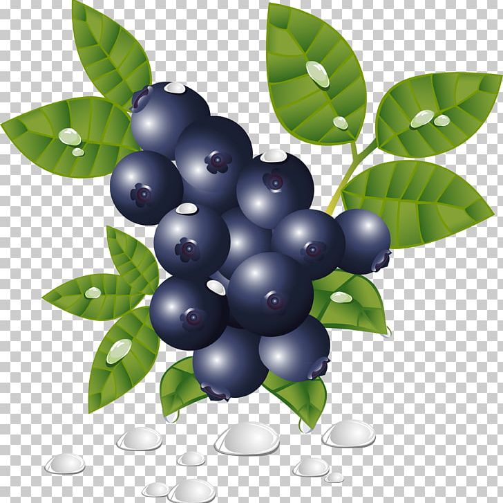 Grapefruit Blueberry PNG, Clipart, Berry, Bilberry, Blueberry, Blueberry Tea, Caricature Free PNG Download