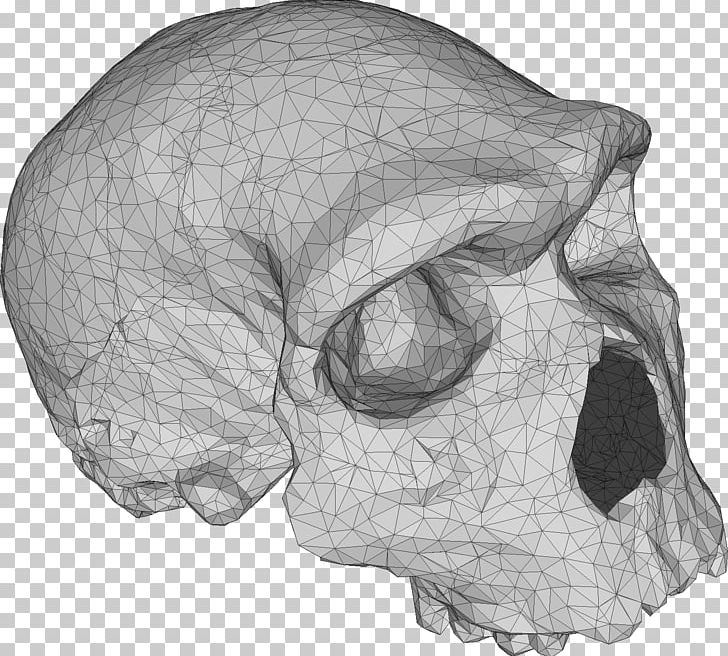 Texture Mapping Polygon Mesh Point Cloud 3D Scanner Drawing PNG, Clipart, 3d Computer Graphics, 3d Modeling, 3d Scanner, Black And White, Bone Free PNG Download