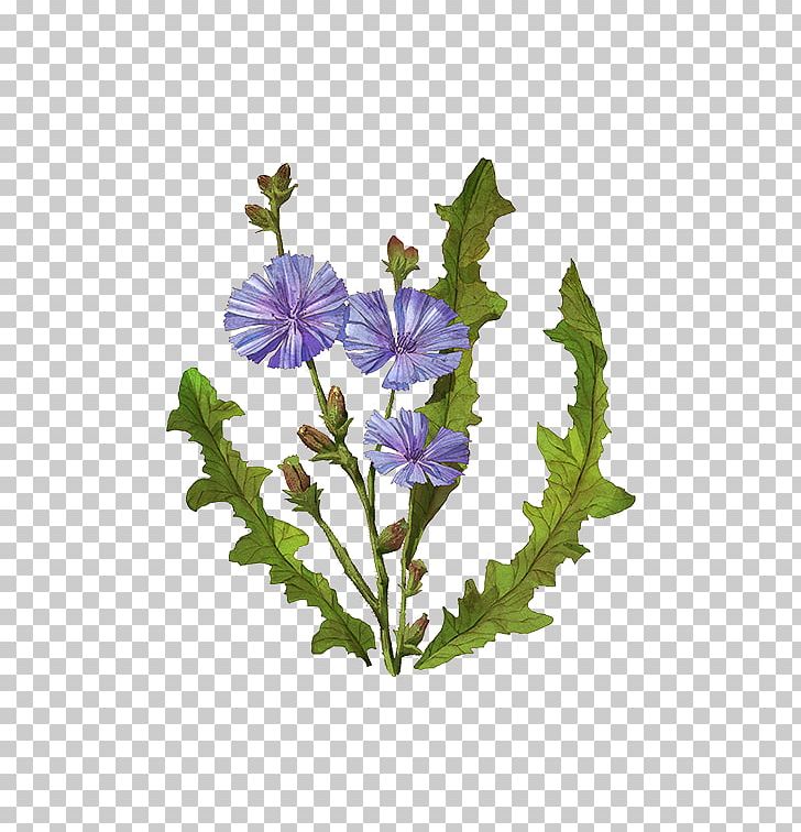 Chicory Coffee Plants Baby Food PNG, Clipart,  Free PNG Download