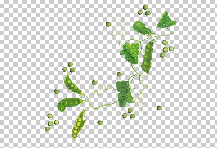 Grape Leaf Plant Stem PNG, Clipart, Branch, Branching, Fleur, Flora, Flowering Plant Free PNG Download