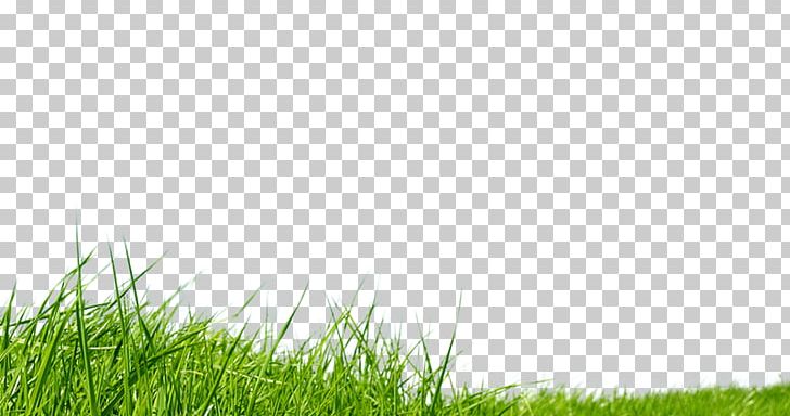 Grass Lawn PNG, Clipart, Deco, Desktop Wallpaper, Elfe, Field, Grass Free PNG Download