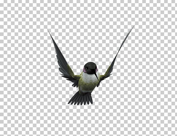 Hummingbird Flight Beak PNG, Clipart, Animals, Beak, Bird, Bird Cage, Birds Free PNG Download