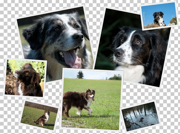 Dog Breed Australian Shepherd German Shepherd Farm PNG, Clipart, Australian Shepherd, Breed, Collage, Dog, Dog Breed Free PNG Download