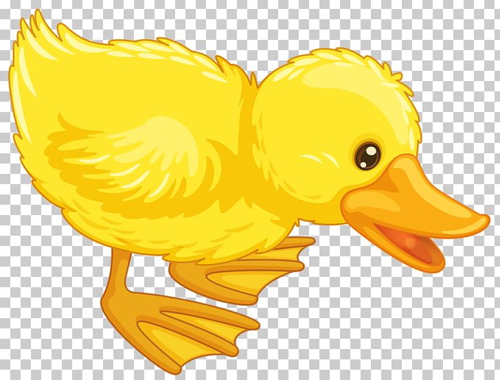 Duck Cartoon PNG, Clipart, Animals, Beak, Bird, Cartoon, Chicken Free PNG Download